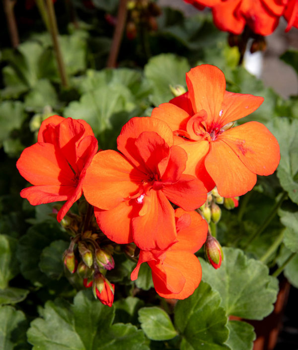 Pelargoni