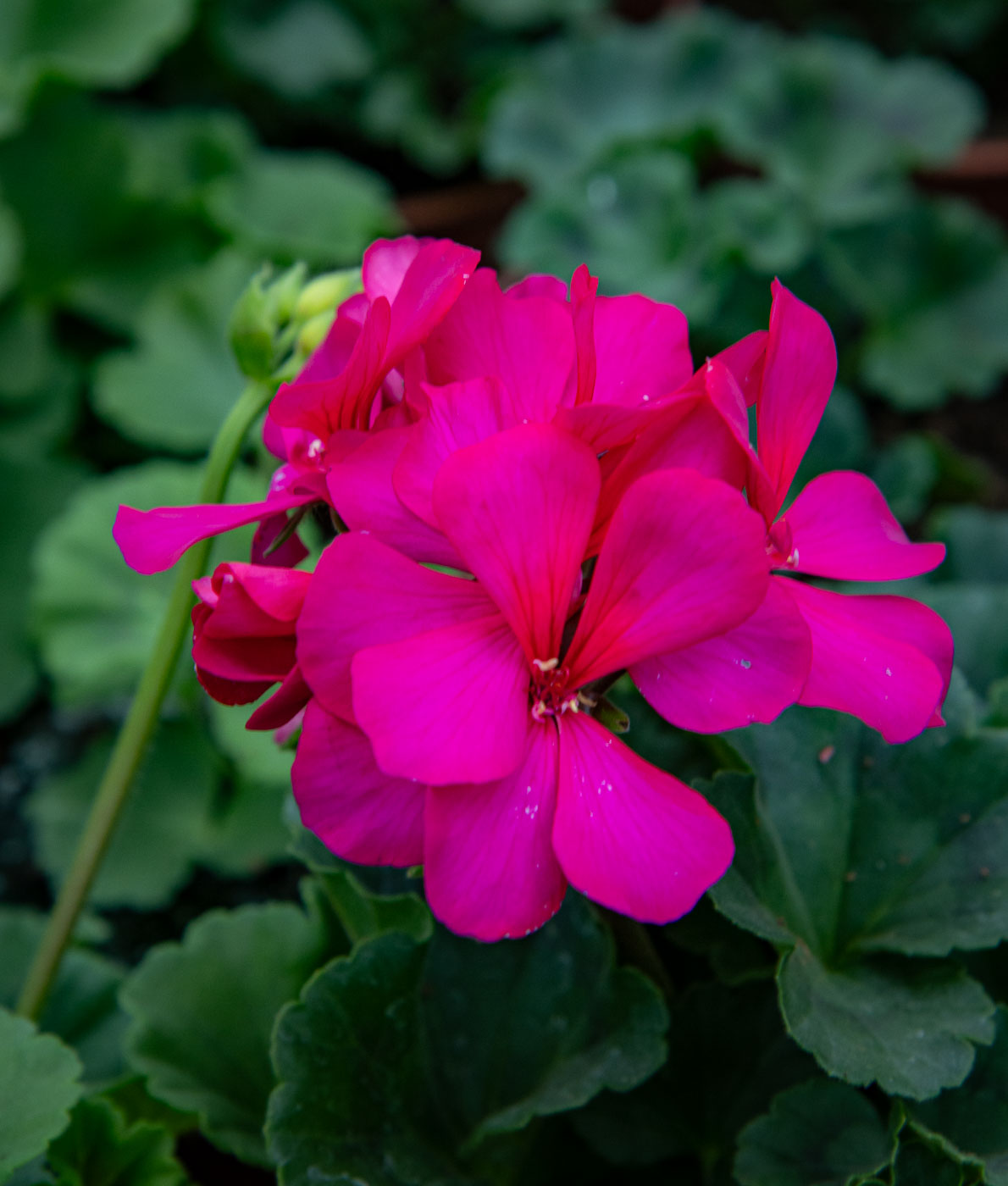 Pelargoni Neona - Image 2