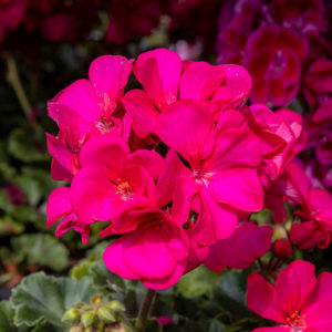pinkki pelargonian kukka