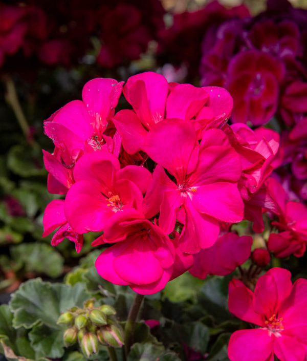 pinkki pelargonian kukka