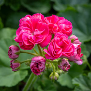 vaaleanpunainen pelargonian kukka