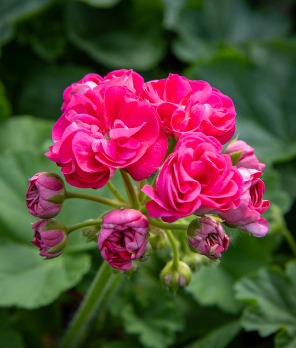 vaaleanpunainen pelargonian kukka