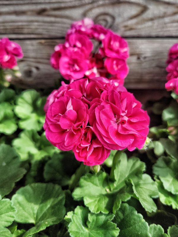 kerrattukukkainen pelargoni