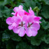 Pelargoni kaunis pinkki