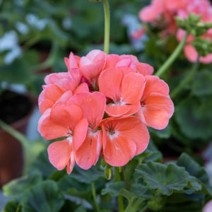 Pelargoni