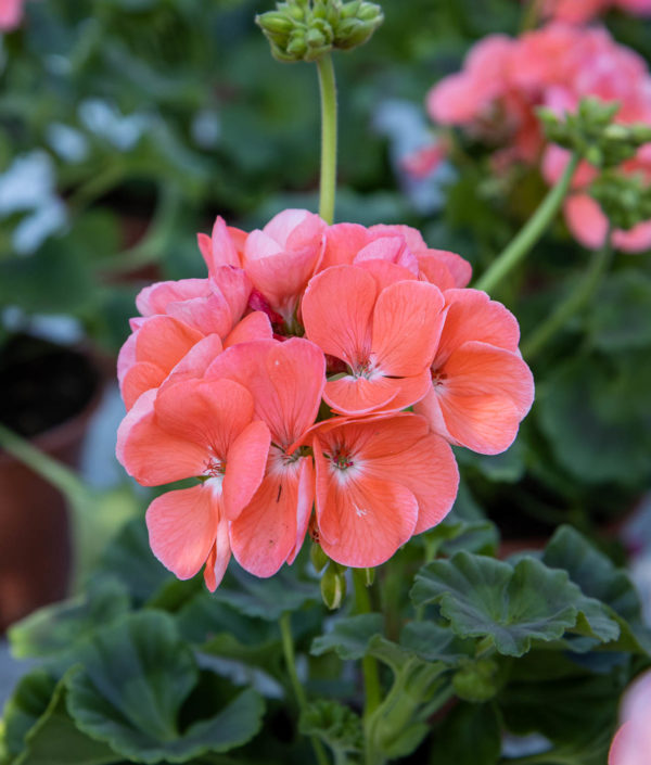 Pelargoni