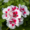 kaksivärinen pelargonin kukka