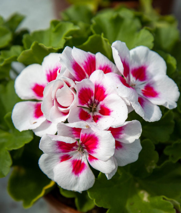 kaksivärinen pelargonin kukka