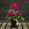 Pelargoni Sarita Neon Sizzle ruukussa