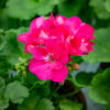 Pelargoni