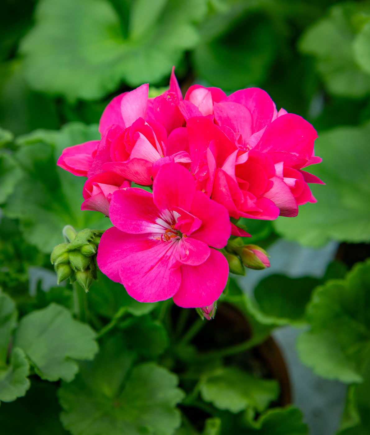 Pelargoni