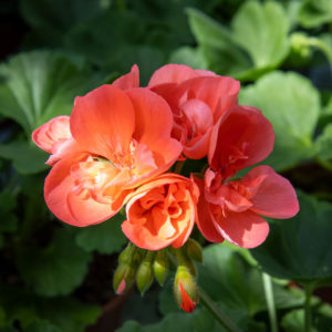 Pelargoni