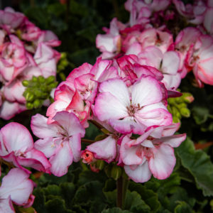 vaaleanpuinen pelargonian kukka