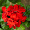 Pelargoni