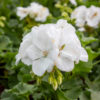 pelargonin kukka