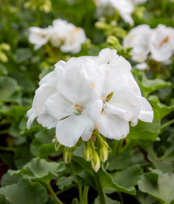 pelargonin kukka