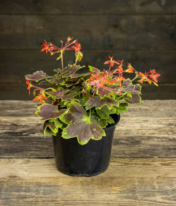 Pelargoni Vancouver Centennial