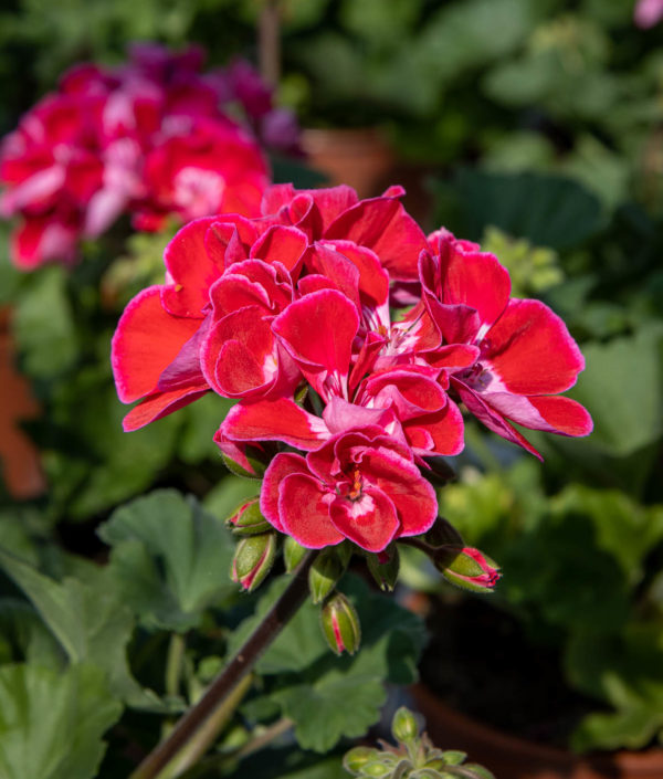 Pelargoni Flower Fairy Red Splash