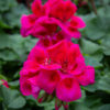 pelargoni