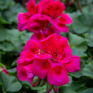 pelargoni