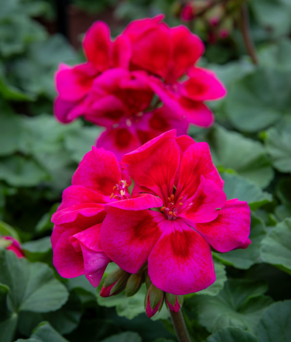 pelargoni