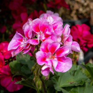 pelargonin kukka