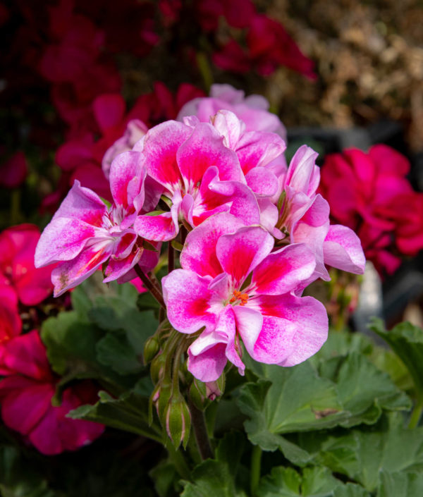 pelargonin kukka