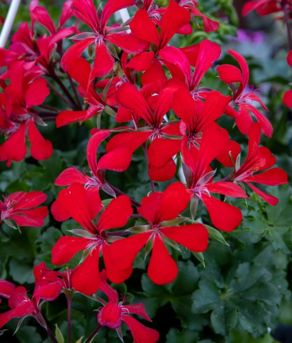 Pelargonia-Amppeli Träskenda - Image 2