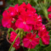 Pelargonia kukka
