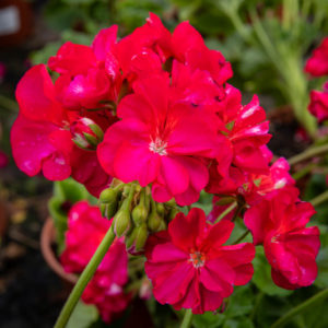 Pelargonia kukka
