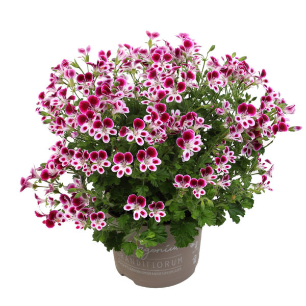 enkelinsilmäpelargoni nova