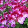 punakirjava pelargoni