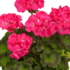 Pelargoni Dazzling Pink