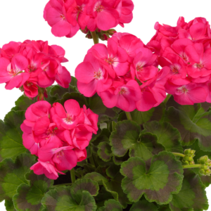 Pelargoni Dazzling Pink