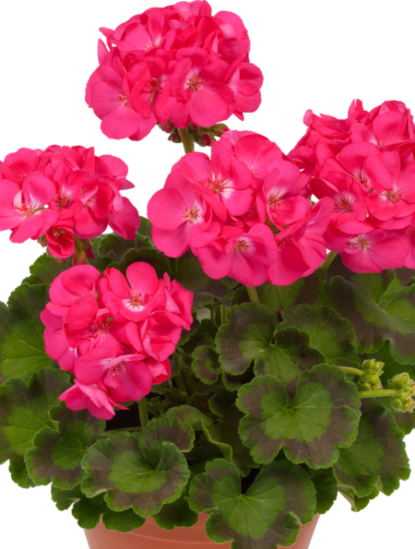 Pelargoni Dazzling Pink