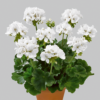 Pelargoni glacis