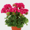 Pelargoni Shocking Pink