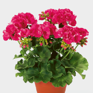 Pelargoni Shocking Pink