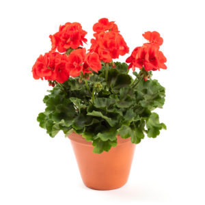 Pelargoni Signal