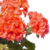 Pelargoni Stefanie