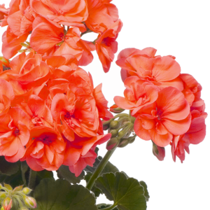 Pelargoni Stefanie