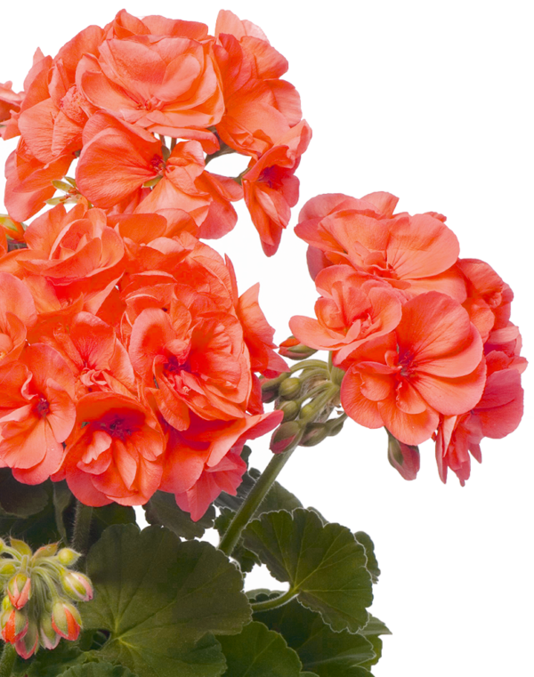 Pelargoni Stefanie