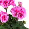 Pelargoni Bellinda