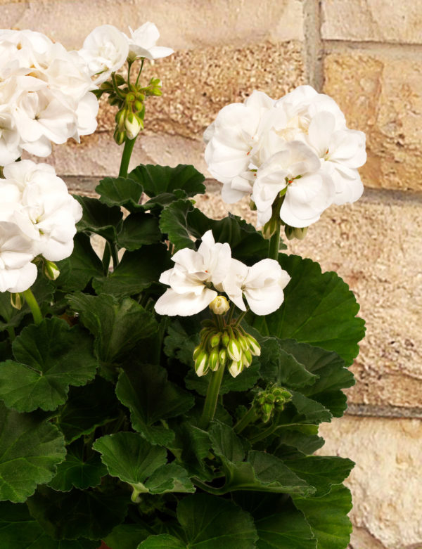 Pelargoni Clara