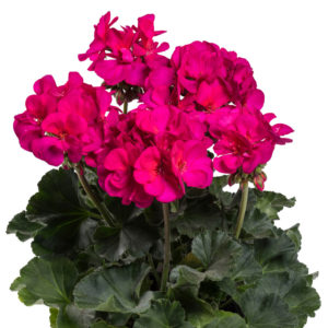 pelargoni neona