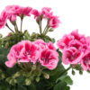 Pelargoni Flower Fairy Pink