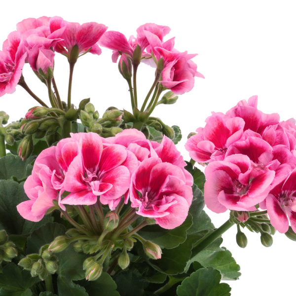 Pelargoni Flower Fairy Pink