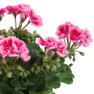 Pelargoni Flower Fairy Pink