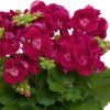 pelargoni flower fairy velvet