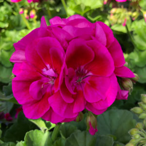 Pelargoni Flower Fairy Violet